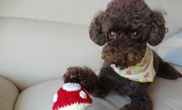 貴賓犬體外驅蟲多久一次