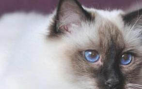 2周小貓一只眼睛睜不開