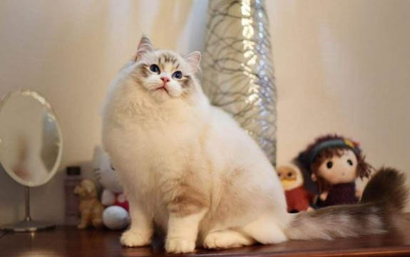 小布偶貓月份體重表