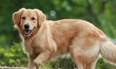 犬瘟一般多久能治愈？