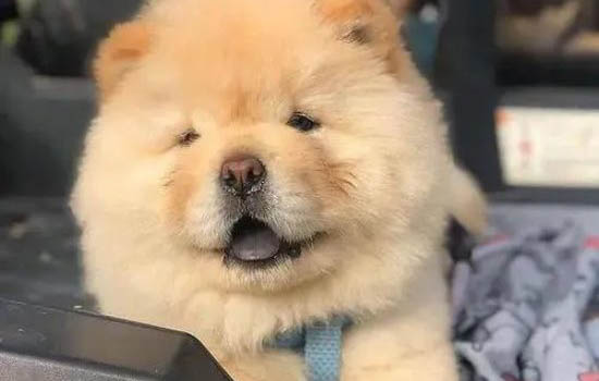 松獅犬例假多久后能洗澡