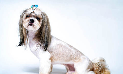 西施犬需要剃毛嗎？