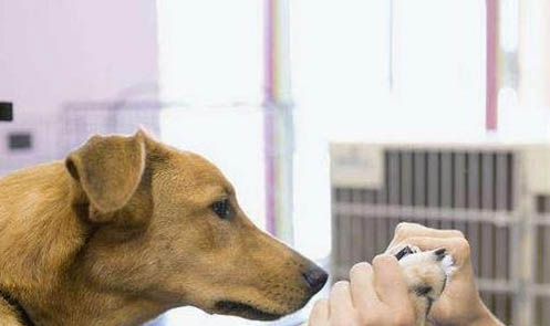 克倫伯獵鷸犬的壽命一般是多久