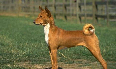 狗狗沒人陪伴會怎么樣