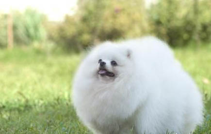 怎樣教狗狗拉屎撒尿