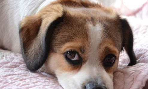 犬瘟一般多久能治愈？