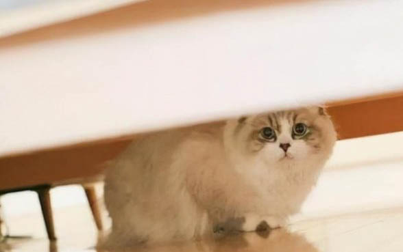 小貓不吃不喝還嘔吐怎么辦