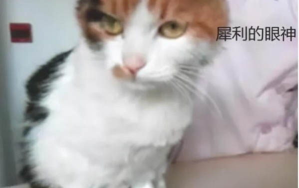 貓大小便失禁怎么辦