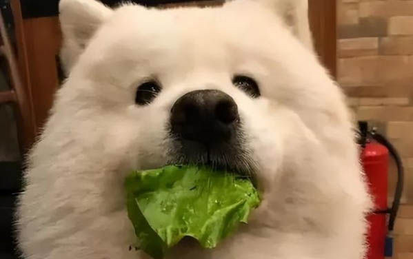 狗狗不能打哪個部位，狗狗的這5個位置千萬不能打