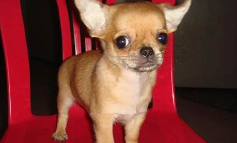 吉娃娃討厭主人有什么表現(xiàn)