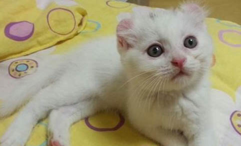 德文卷毛貓性格怎樣