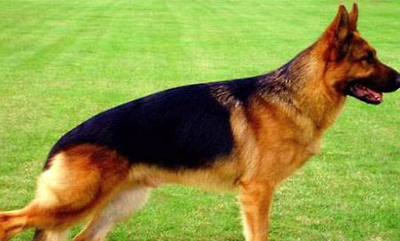 東德犬和西德犬的區別