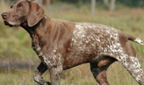 西藏獵犬手術(shù)傷口多長時(shí)間才能愈合