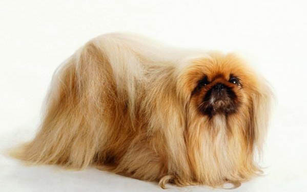 京巴狗吃自己拉的屎怎么回事?