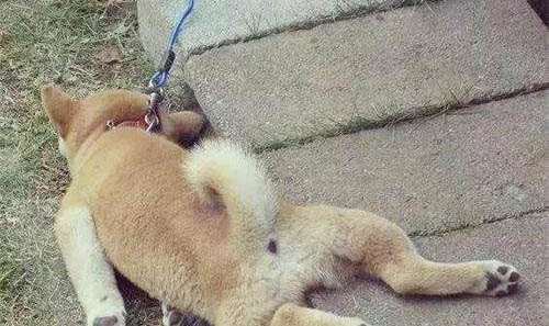 狗狗最佳生育年齡？