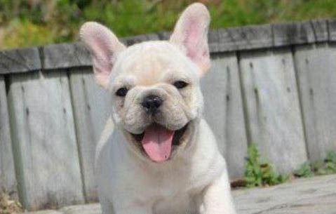 法牛犬好養嗎怎么訓練