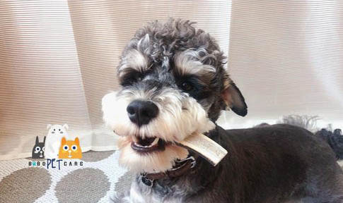 法牛幼犬多久立耳正常