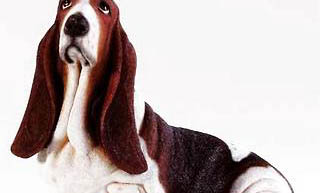 巴吉度犬如何訓練