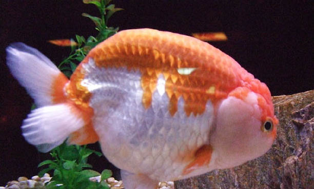 哪些魚缸水草好養(yǎng)