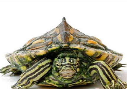 地圖龜有點膽小