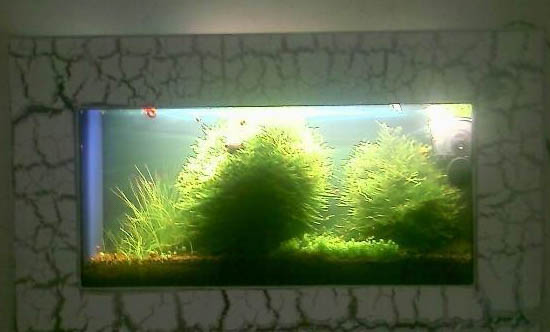 魚缸水變渾濁怎么處理