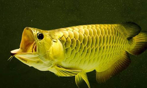 鯽魚不開口能釣嗎
