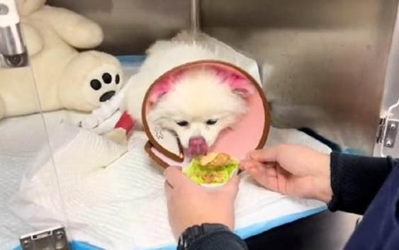 被家狗咬破了一點(diǎn)皮有事嗎沒出血