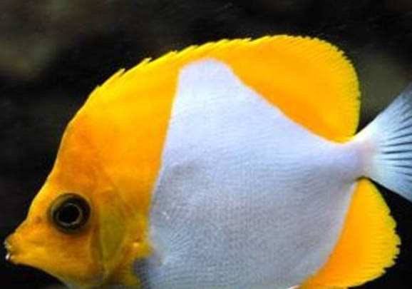 魚身上有寄生蟲該用什么藥