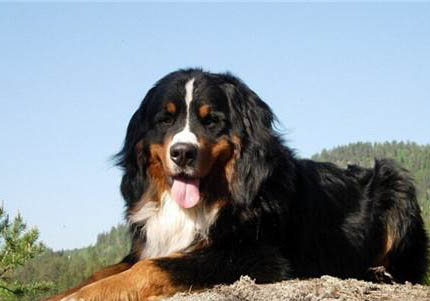 伯恩山犬可以洗澡嗎