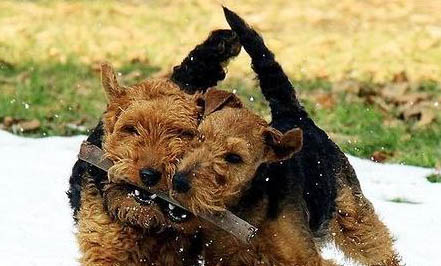 威爾士柯基與瑞典柯基的區(qū)別是什么？