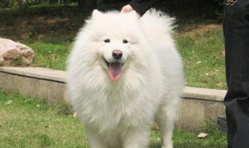 健康的薩摩耶犬有哪幾個特征