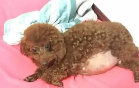 泰迪冬天怕冷?