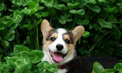 柯基犬的缺點有哪些