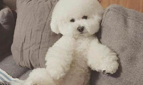 比熊犬感冒還會吐舌頭嗎