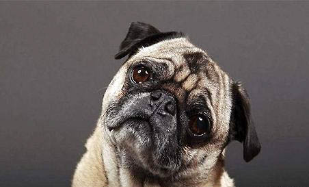 母犬產后消炎首選藥