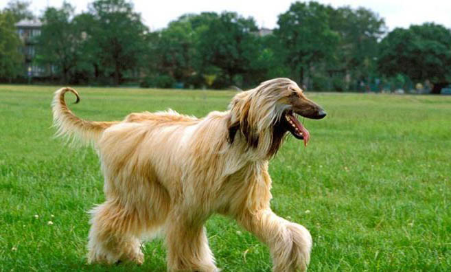 這幾種狗狗必需的食物,你知道嗎