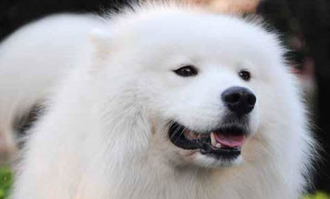 薩摩耶犬會拆家嗎