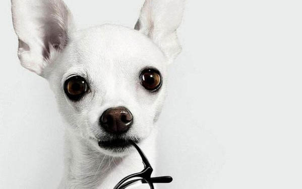 養(yǎng)好吉娃娃犬需要哪些必備物品?