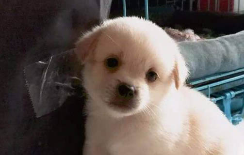 狗狗冠狀病毒惡化有哪些癥狀