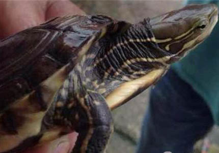 安布閉殼龜好養(yǎng)嗎