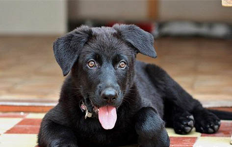 狗狗得了狂犬病最多活幾天?