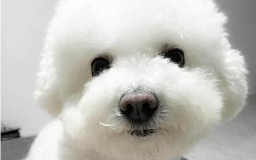 狗狗一般能活多少年