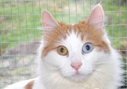 土耳其梵貓有眼屎的原因及處理方法