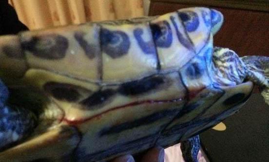 如何預防寵物龜軟甲病