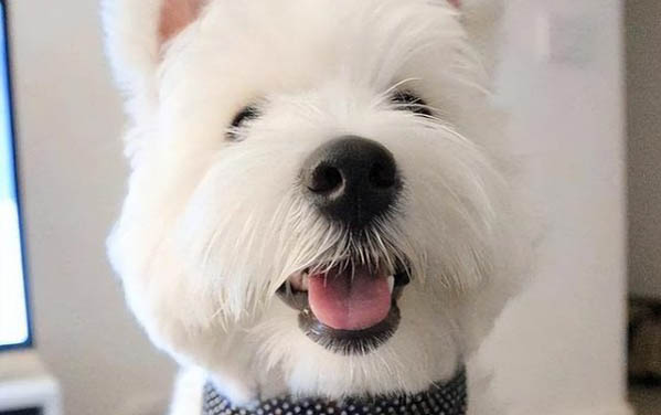 狗狗發燒摸哪里最準確