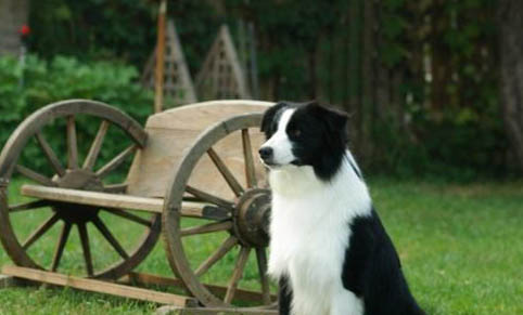 邊境牧羊犬突然不愛吃東西的原因是什么