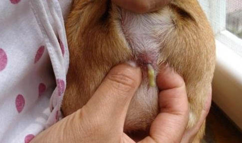 狗狗多大才算是成犬