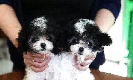 白色茶杯貴賓犬價格