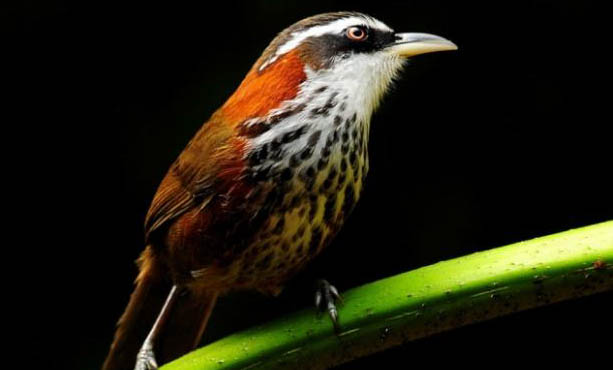 自制畫眉唱鳥飼料配方