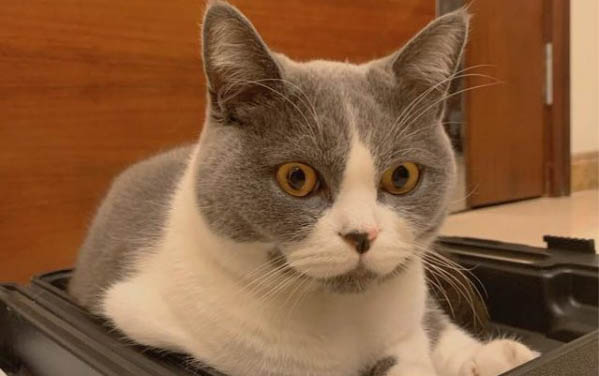 小貓多大可以吃凍干